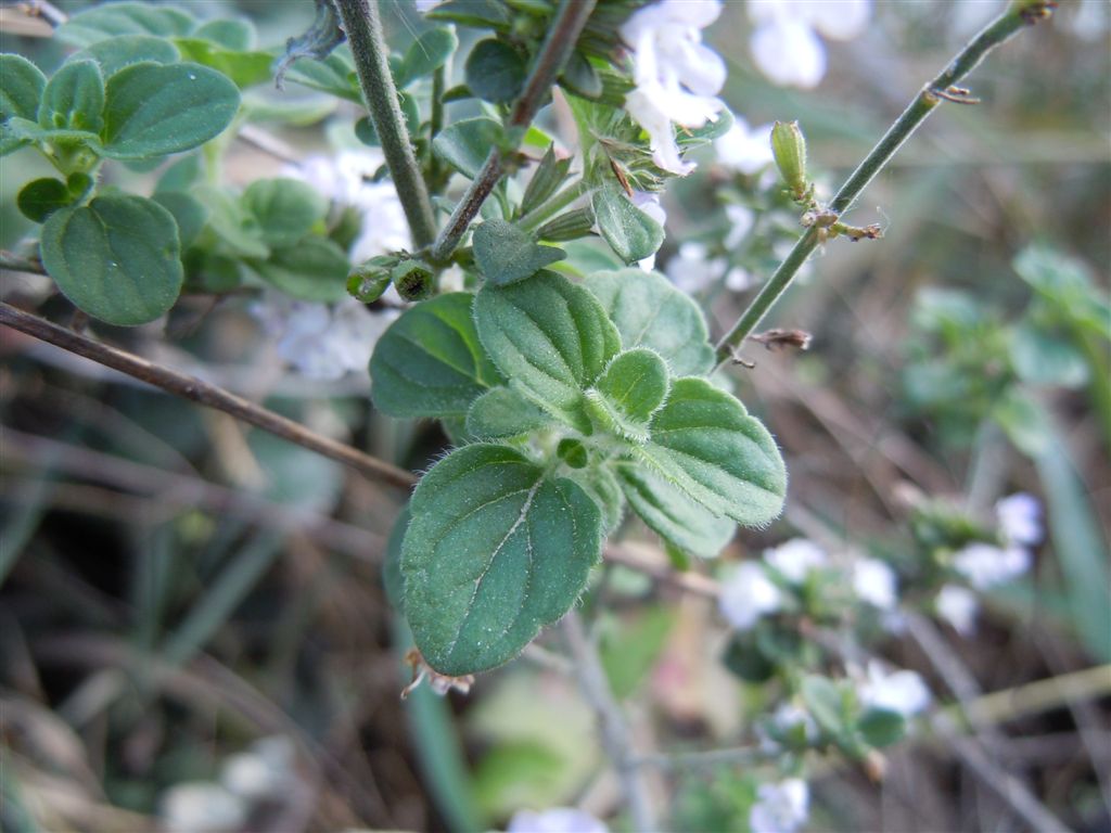 Calamintha nepeta